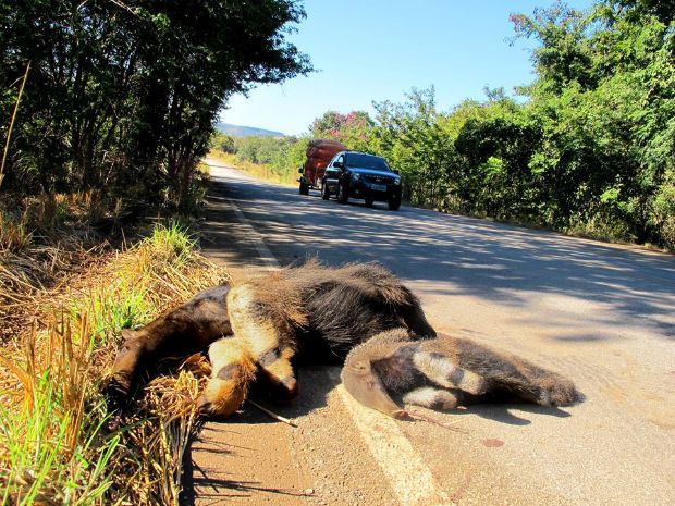 Fêmea de tamanduá-bandeira e seu filhote mortos atropelados em rodovia de MG