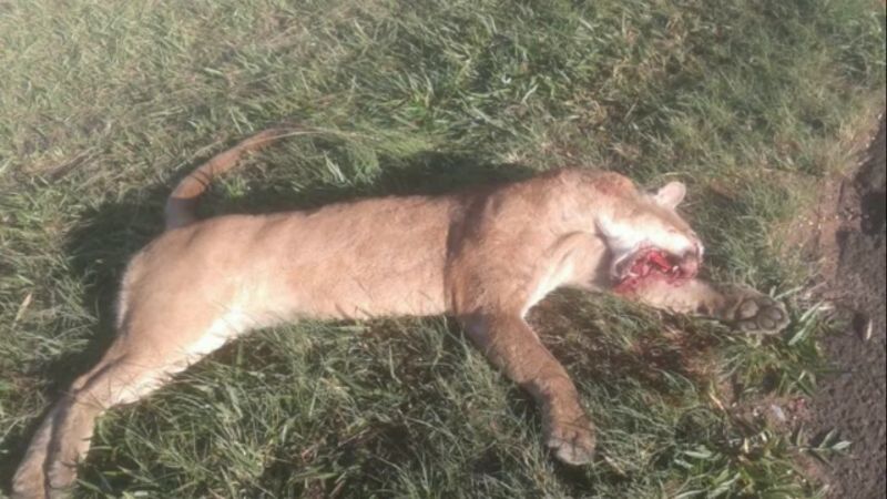 Esta é a quarta onça-parda atropelada nas rodovias da região este ano