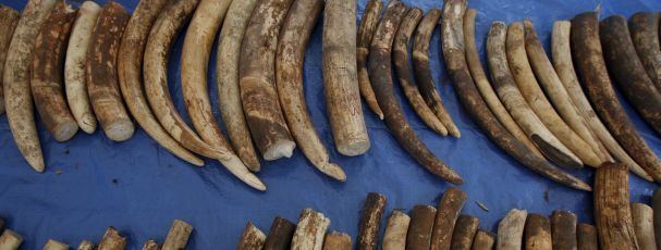 Marfim apreendido em aeroporto francês