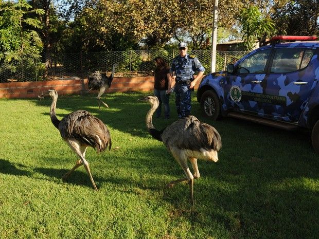 Foto: divulgação Secon-TO O proprietário da chácara comprou os ovos