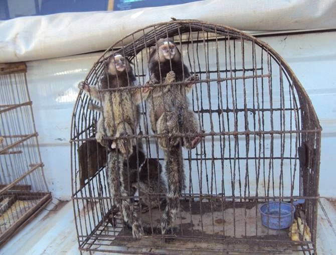 Foto: divulgação CRMV-BA Face cruel do tráfico de animais