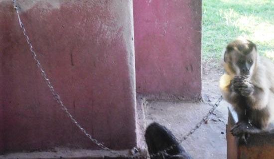 Macaco ficava acorrentado em fazenda do MS
