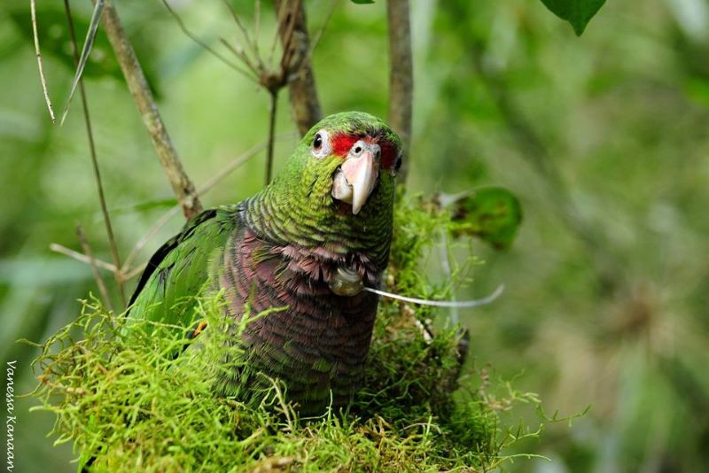 A pequena Mamalê, filhote resgatada em Ponte Serrada (SC), aproveitando a liberdade