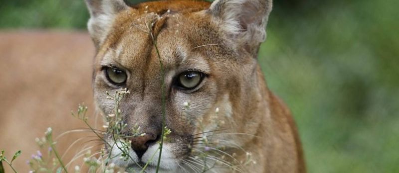 Perda de habitat e atropelamentos são grandes ameaças à espécie