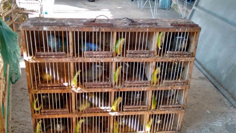 Enquanto hovuer gente comprando, haverá animais sofrendo