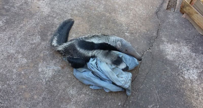 Foto: divulgação PM Ambiental MS A mãe do pequeno tamanduá-bandeira morreu atropelada em rodovia do MS