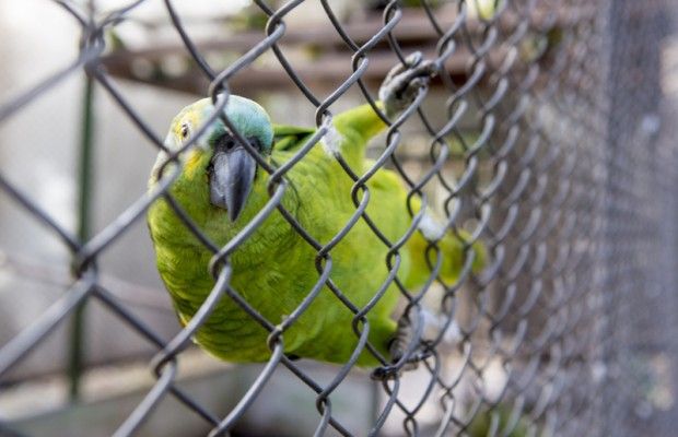 Papagaio-vermelho no Parque Estadual do Rio Vermelho, em Florianópolis (SC)