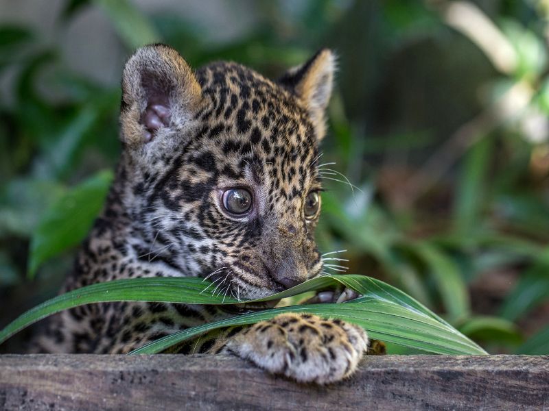 Oncinha apreendida em Manaus (AM)