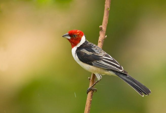 Foto: Adams Serra O galo-da-campina é uma das aves mais trafficadas na Região Metropolitana de São Paulo