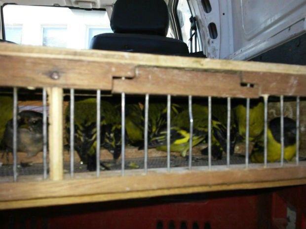 Aves foram soltas no mesmo dia em que foram apreendidas