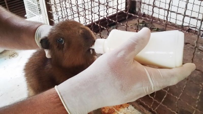 Capivara sendo atendida no CCZ de Três Lagoas