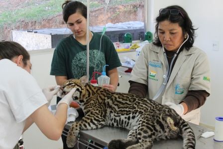 Foto: divulgação Associação Mata Ciliar Mais de 14 mil animais já for am atendidos pela ONG