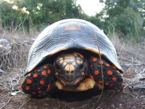Foto: Paulo Sérgio Bernarde Os jabutis são animais que vivem 80 anos, em média