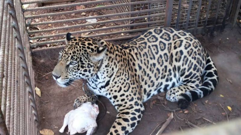 Foto: Ibama Felino, de um ano e meio, provavelmente foi capturado após matarem sua mãe