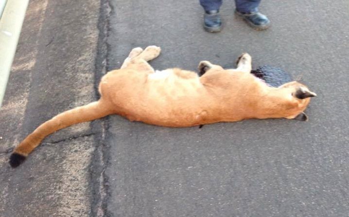 Esta é a sexta onça-parda atropelada em 18 meses