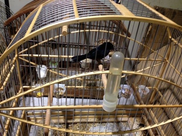 Curió apreendido valeria mais de R$ 10 mil