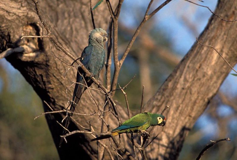 Última ararinha-azul livre na natureza fotografada por Luiz Claudio Marigo