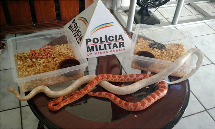 Foto: divulgação PM Ambiental MG Comerciante é suspeito de reproduzir as cobbras para vender os filhotes. Tudo sem autorização