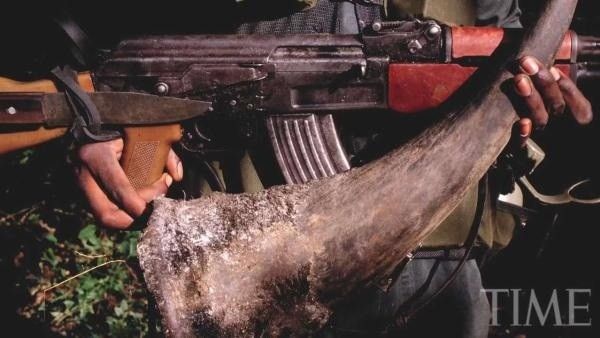 O tráfico de chifres de rinocerontes e marfim tem financiado grupos terroristas