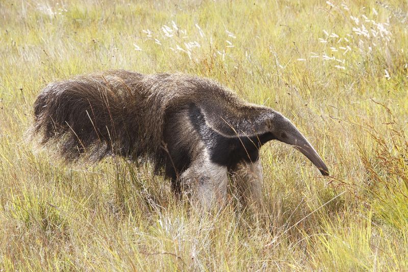Foto: Leonardo Piccolotto Magalhães Os tamanduás-bandeira são os maiores tamanduás existentes.