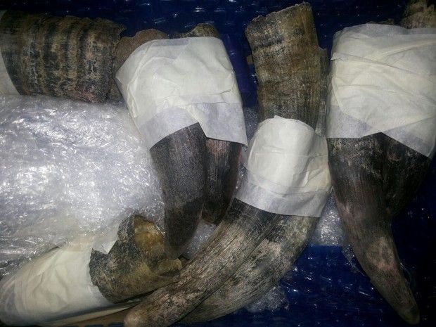 Foto: divulgação Ibama Os chifres foram enviados de Israel