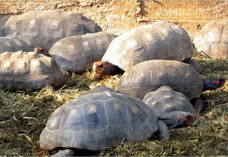 Foto: Gabriel Gonzaga Animais foram levados para a Bahia, onde serão soltos