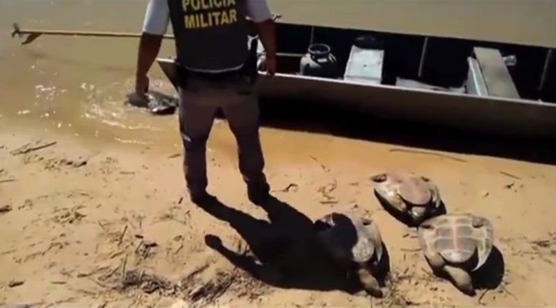 Policial libertando as tartarugas