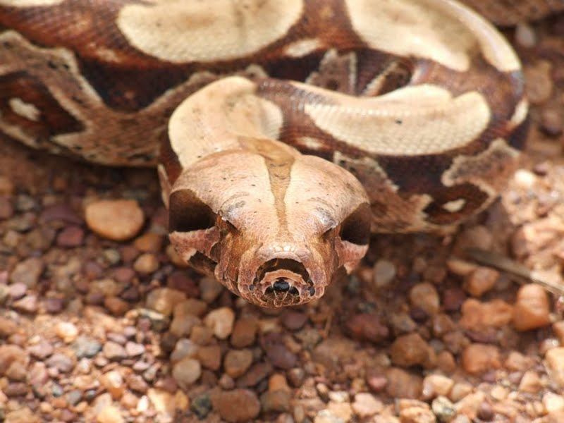 Foto: Paulo Sérgio Bernarde Comportamento dócil e falta de peçonha fazem com que o animal seja bastante traficado