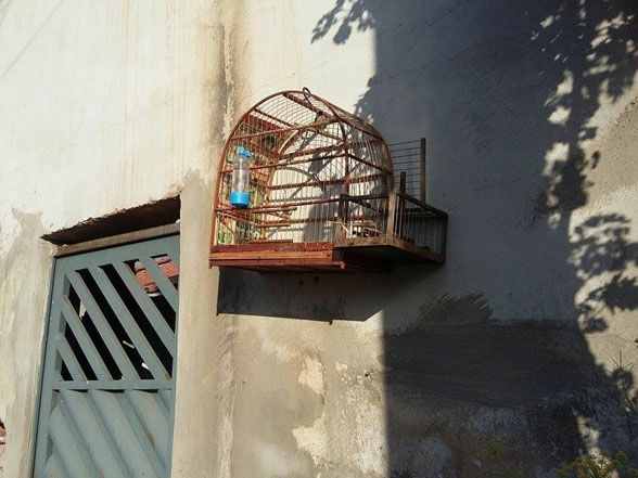 Foto: Godoy Infrator não sabia que era crime ou era cara de pau?