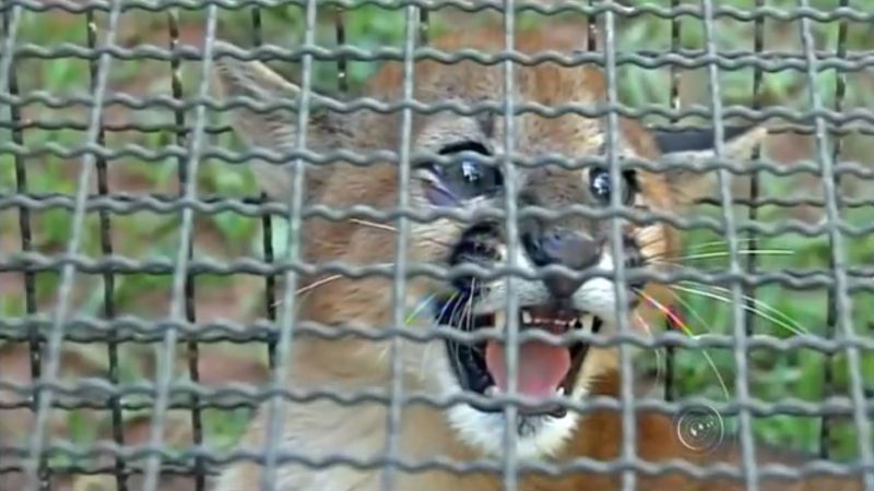 Filhote de onça-parda queimado