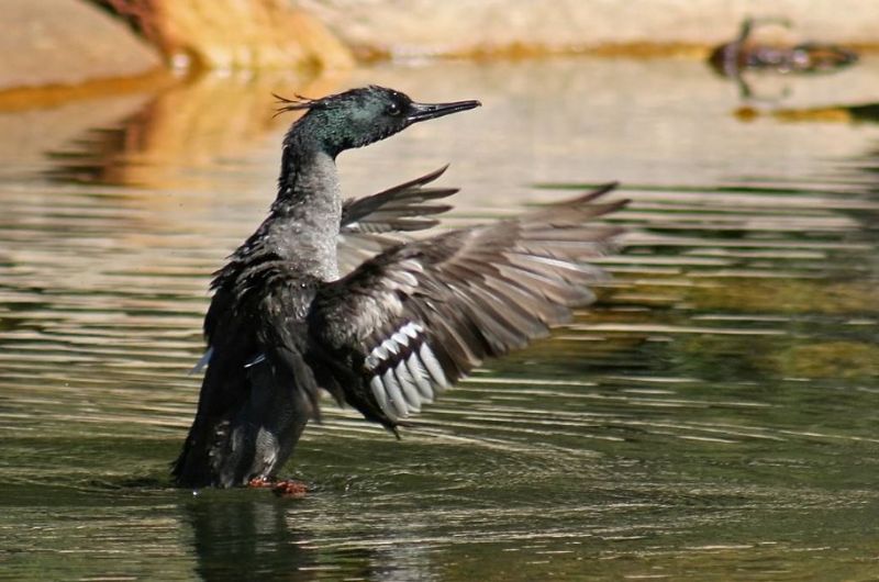 Foto: Sávio Bruno A poluição das águas é um dos piores inimigos do pato-mergulhão