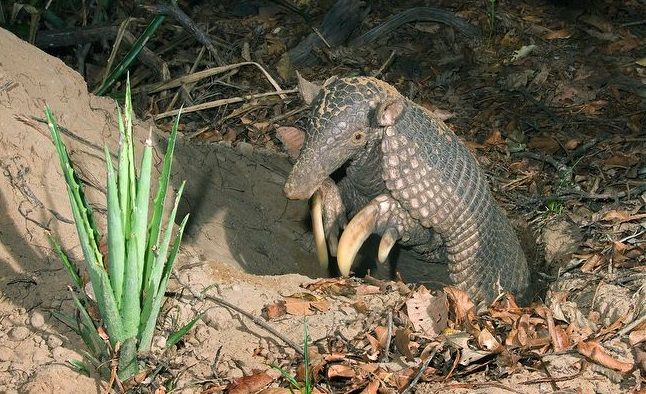 Foto: Kevin Schafer Espécie, ameaçada de extinção, sofre com deterioração de seu habitat