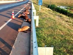 Quinze capivaras foram atropeladas na rodovia Raposo Tavares