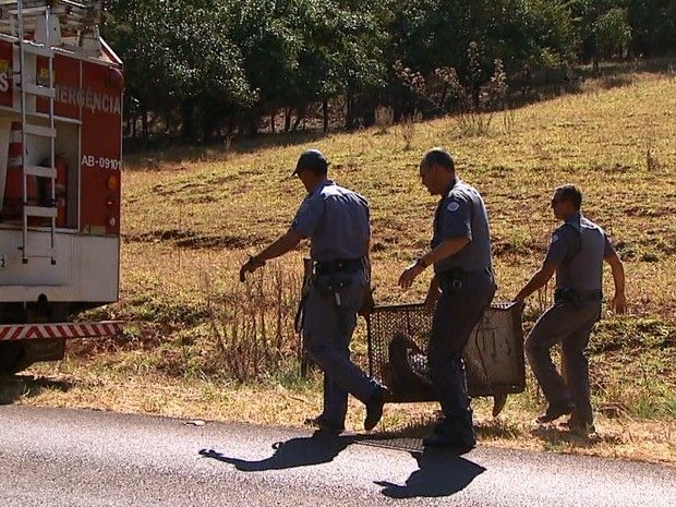 Tamanduá foi resgatado por bombeiros