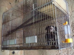 Foto: divulgação PM Ambiental SP O sagui apreendido: como justificar isso?