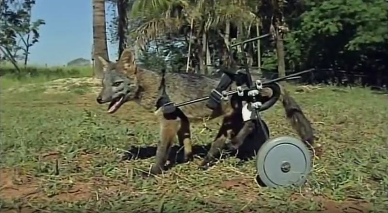 Mesmo se recuperar os movimentos, animal não deverá voltar à vida livre