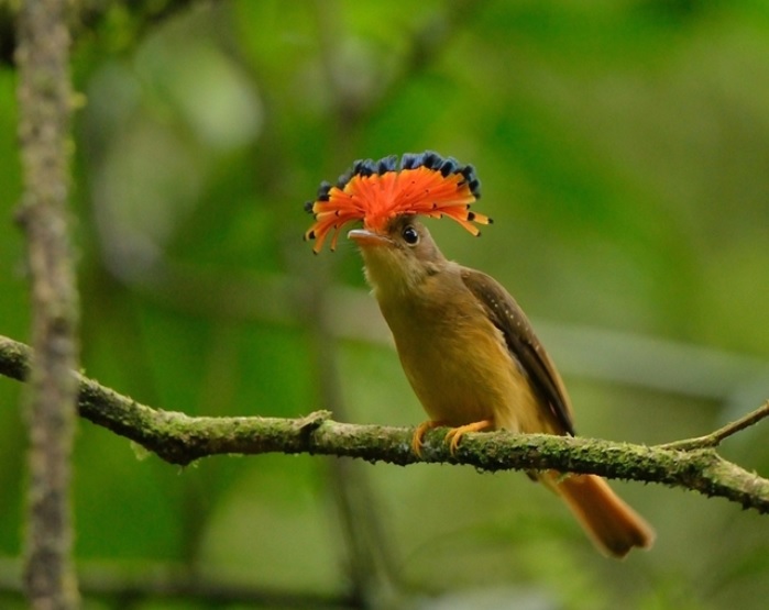 Penacho no alto da cabeça ainda tem função deconhecida. Pesquisadores têm várias hipóteses