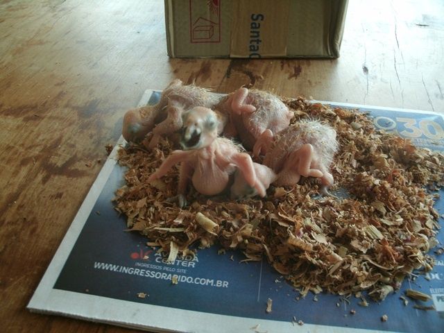 Foto: divulgação PM Ambiental MS Os papagaios têm dias de vida e já estavam perdendo a liberdade