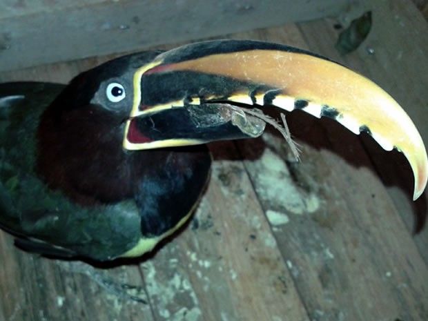 Animal estaa com bastante fome e sede