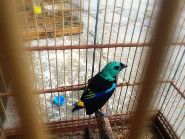 Pintor-verdadeiro apreendido em Pernambuco