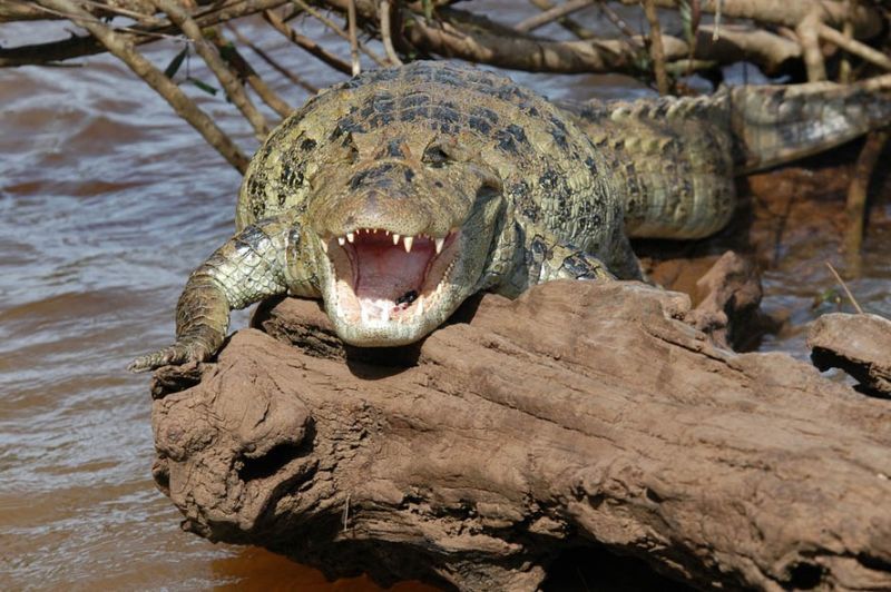 Espécie já esteve ameaçada de extinção por causa da poluição e da caça predatória para consumo de carne e retirada de couro.