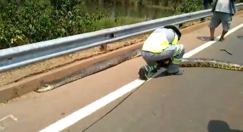 Imagem: reprodução TV Centro América Funcionário de concessionária retirando a sucuri morta