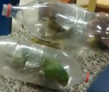 Imagem: reprodução vídeo PM Ambiental RJ A Região Metropolitana do Rio de Janeiro é um dos maiores centros de come´rcio ilegal de animais silvestres do Brasil