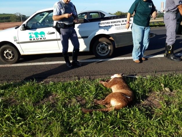Equipe do Zoo de Bauru durante resgate de onça-parda atropelada: animal morreu dois meses depois