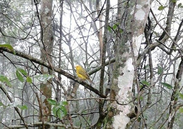 Uma das aves que retornaram À vida livre em Campos