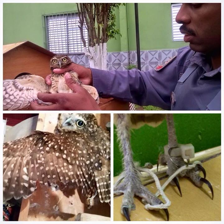 A coruja foi levada para o Centro de Reabilitação de Animais Silvestres do Parque Ecológico do Tietê