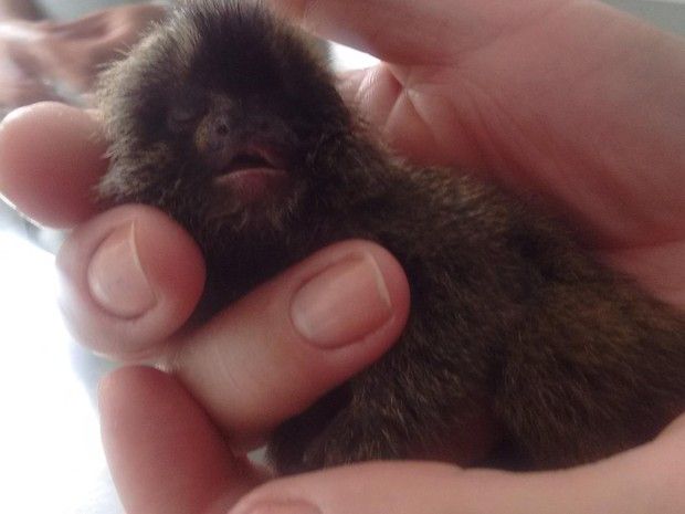 O pequeno sagui, sua mãe e seu irmão morreram após serem atropelados