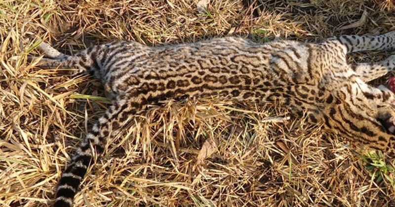 Poucas jaguatiricas têm sido vistas na região