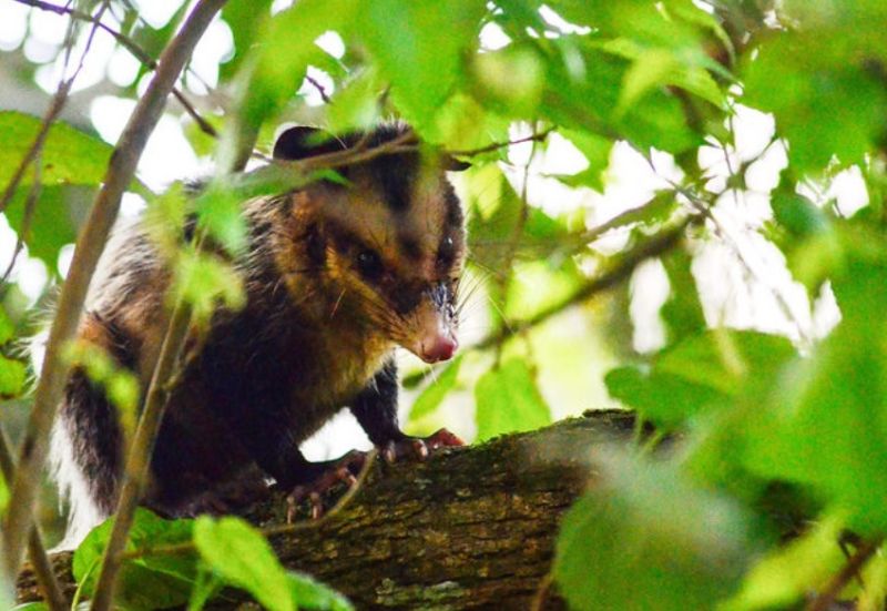 Foto: Amystoso O gambá-de-orelha-preta é o mais comum em áreas urbanas