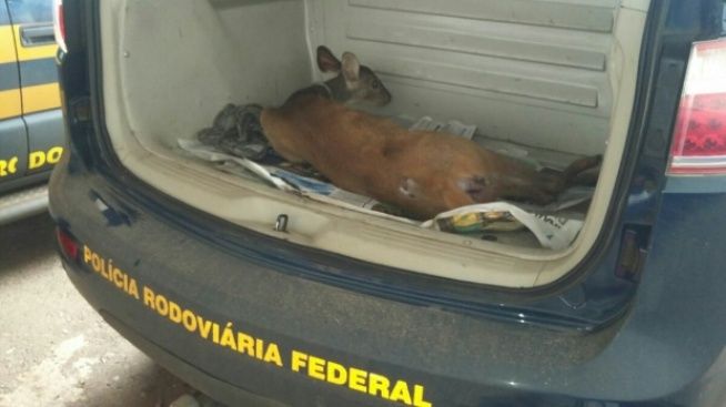 O animal está bem e o filhote sobreviveu